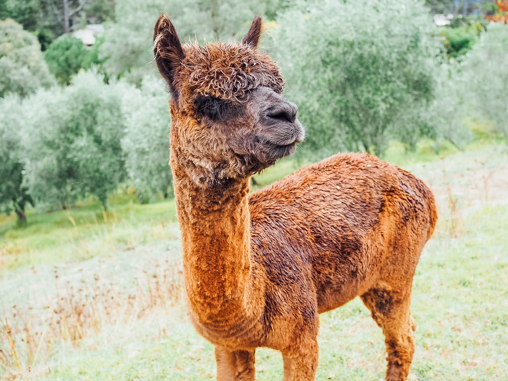 alpaca-lavendar-hill-farm-NZ
