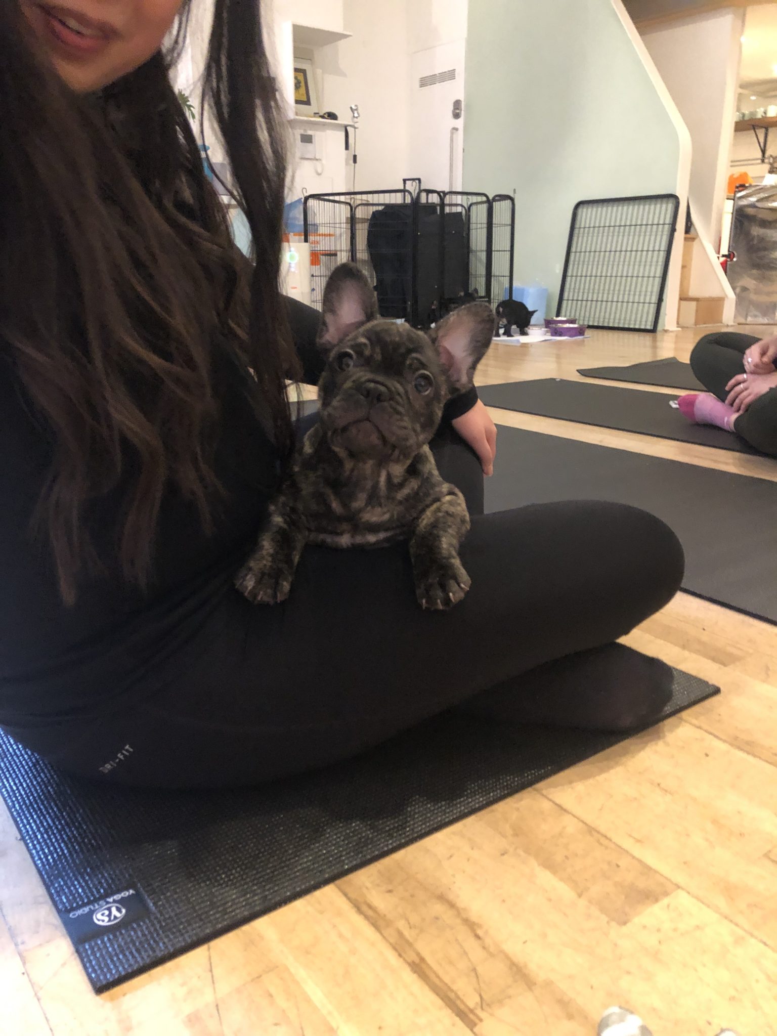 French Bulldog puppy yoga