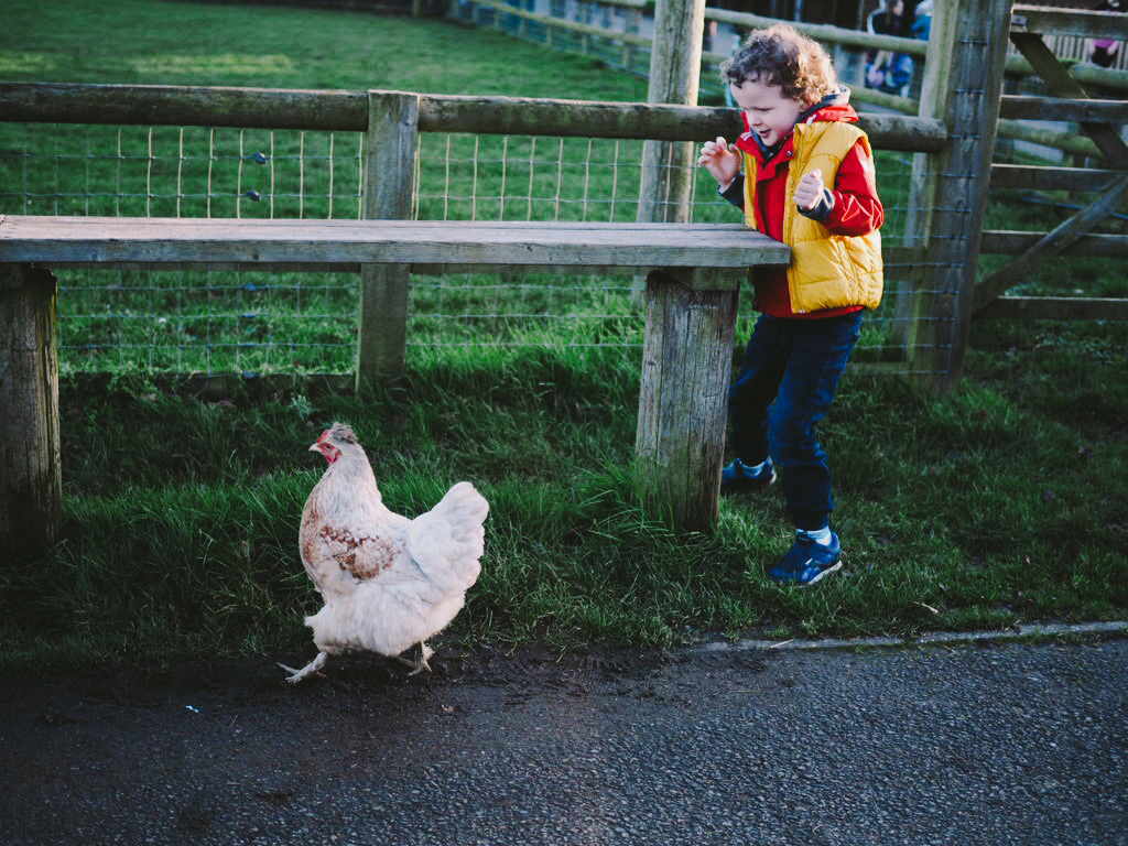 chicken and child in farm