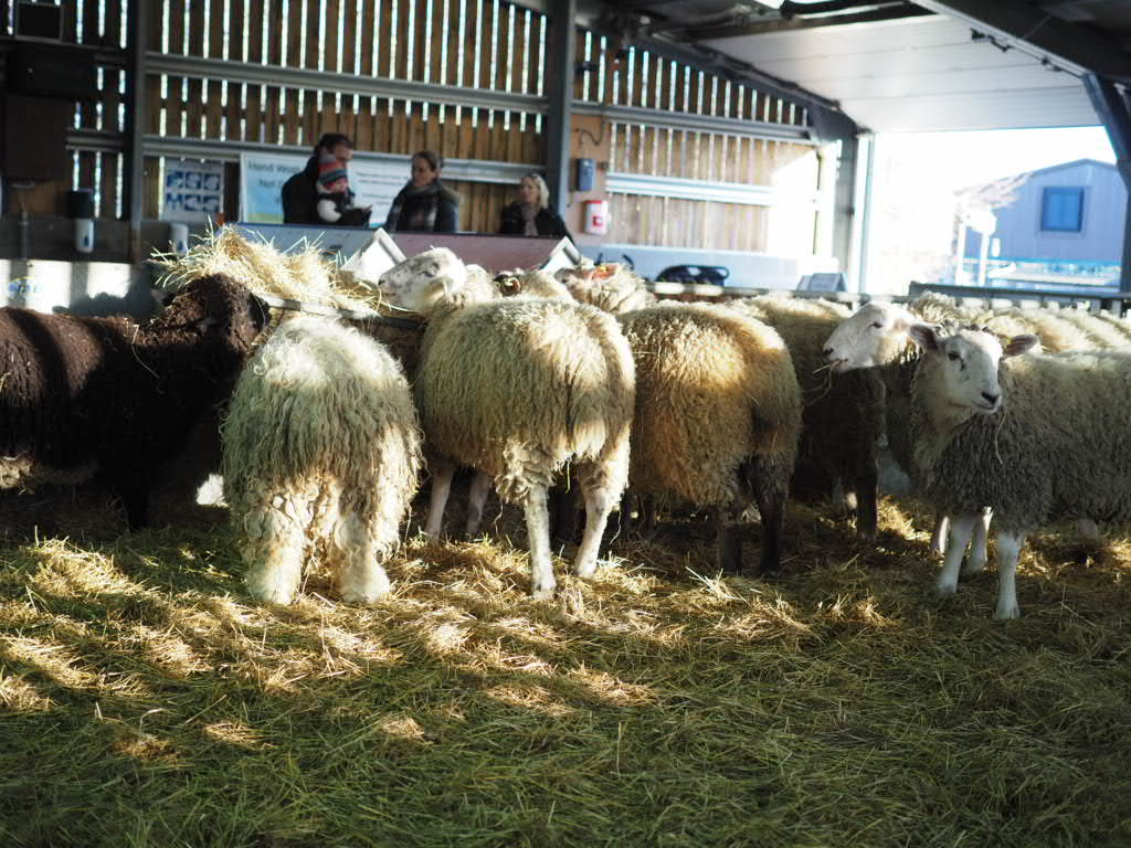 sheeps in barn