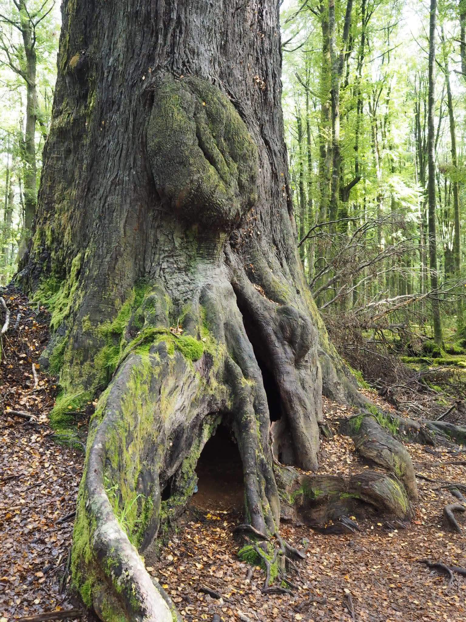 ancient-beech-forest-tree