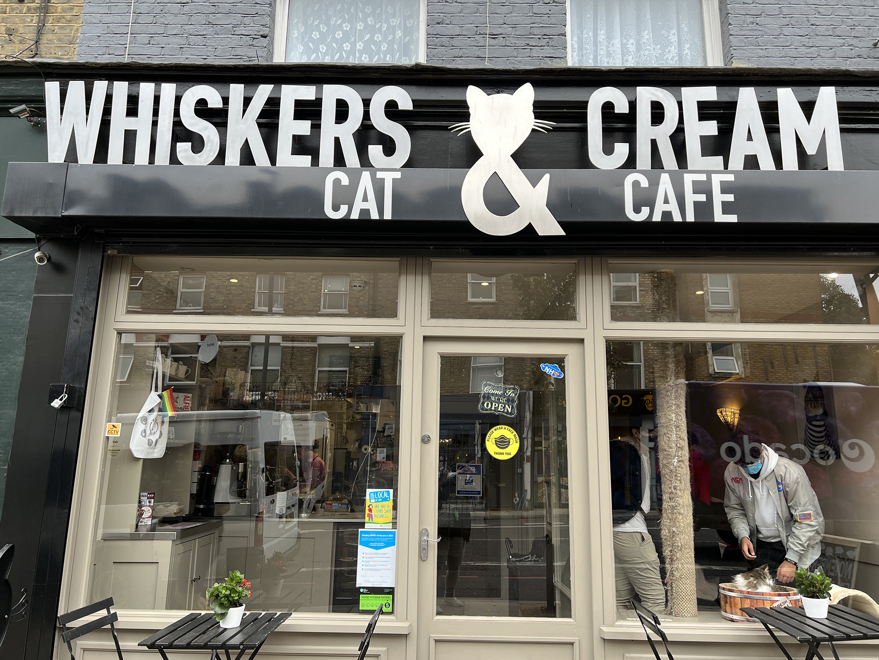 Whiskers & Cream Cat cafe Holloway Road copy