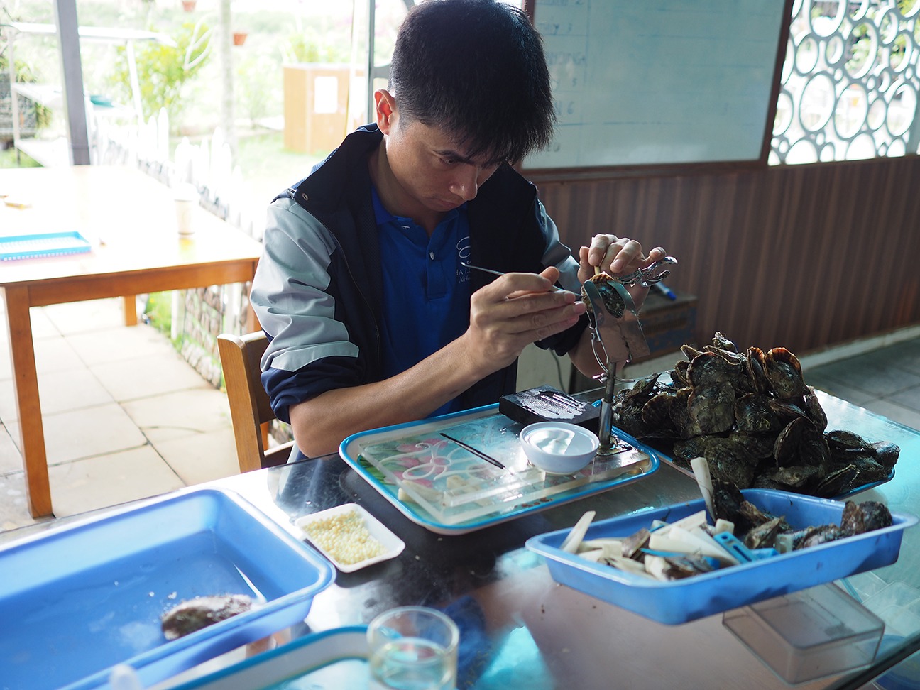 Ngoc Hien Pearl Farm guy extracting pearl