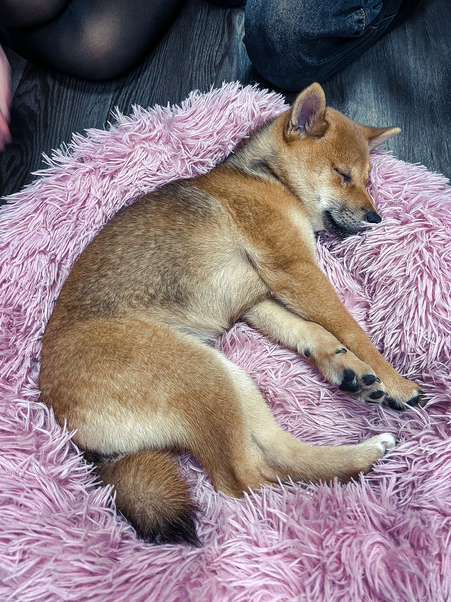Shiba asleep