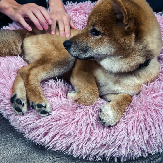 meatball shiba on bed