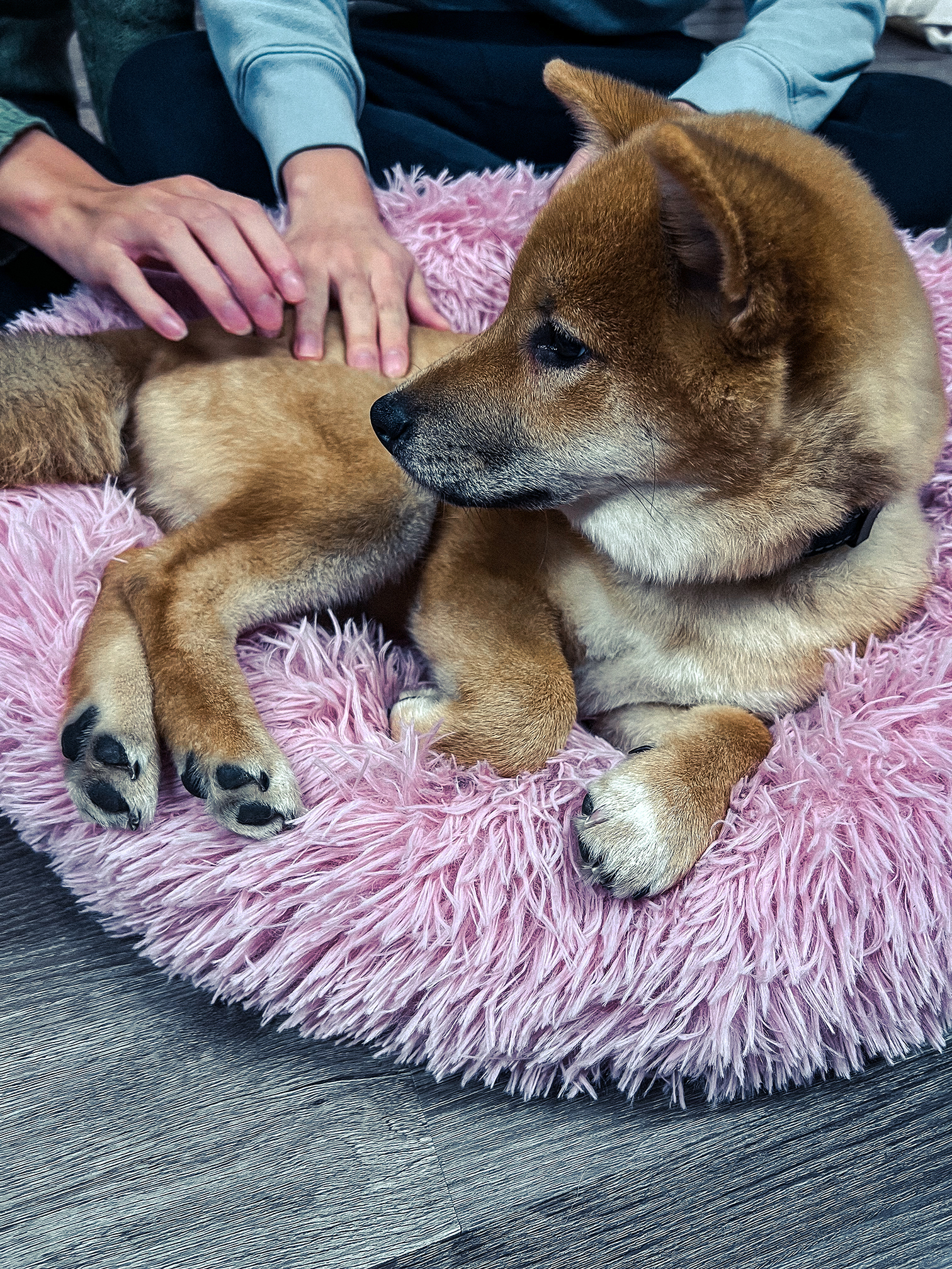 meatball shiba on bed