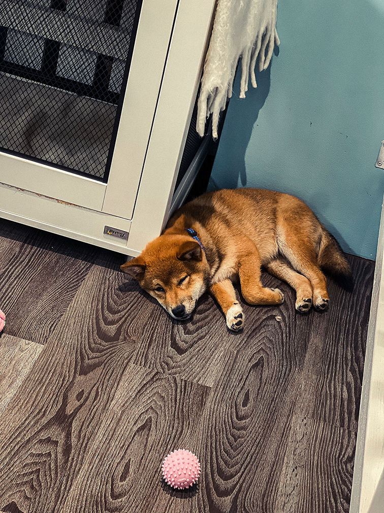 pickle in corner