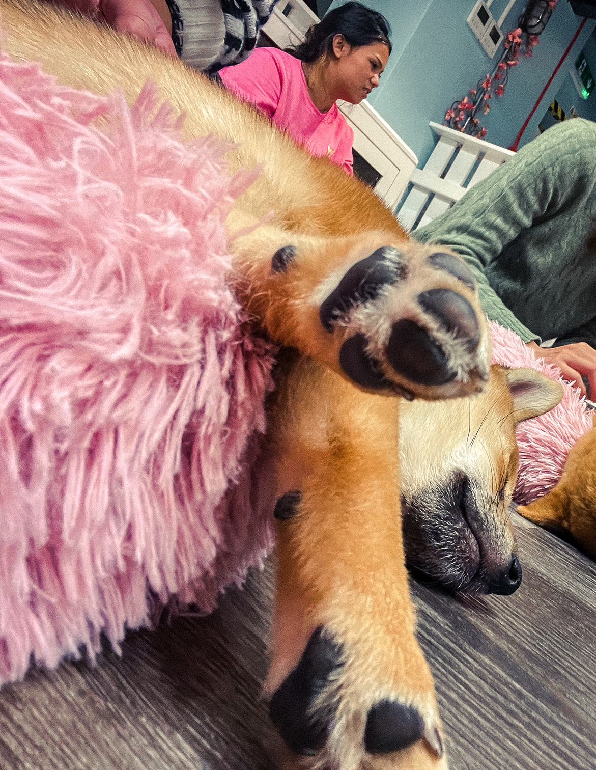 sleeping Shiba