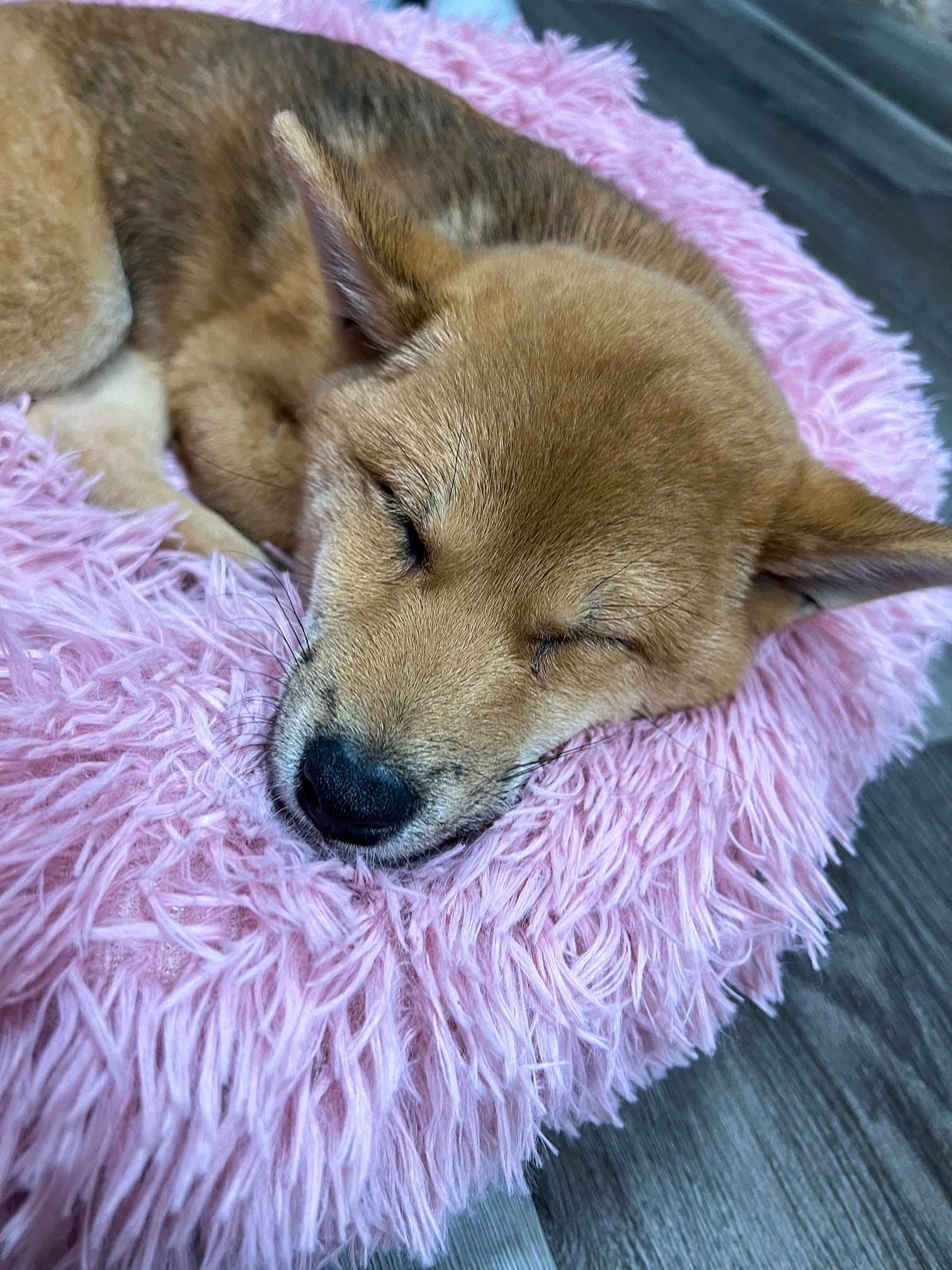 sleepy shiba